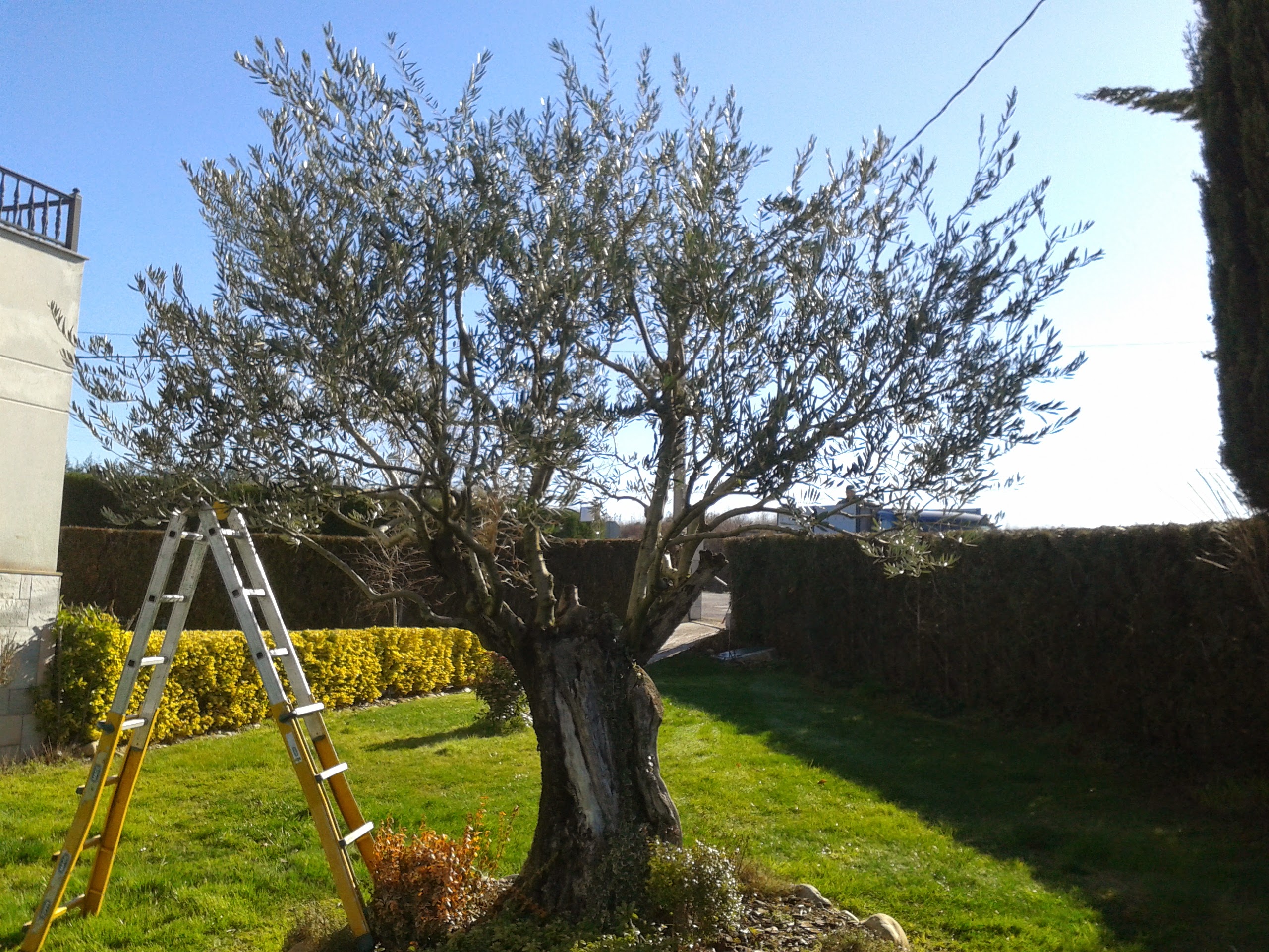 Poda de olivo con escalera